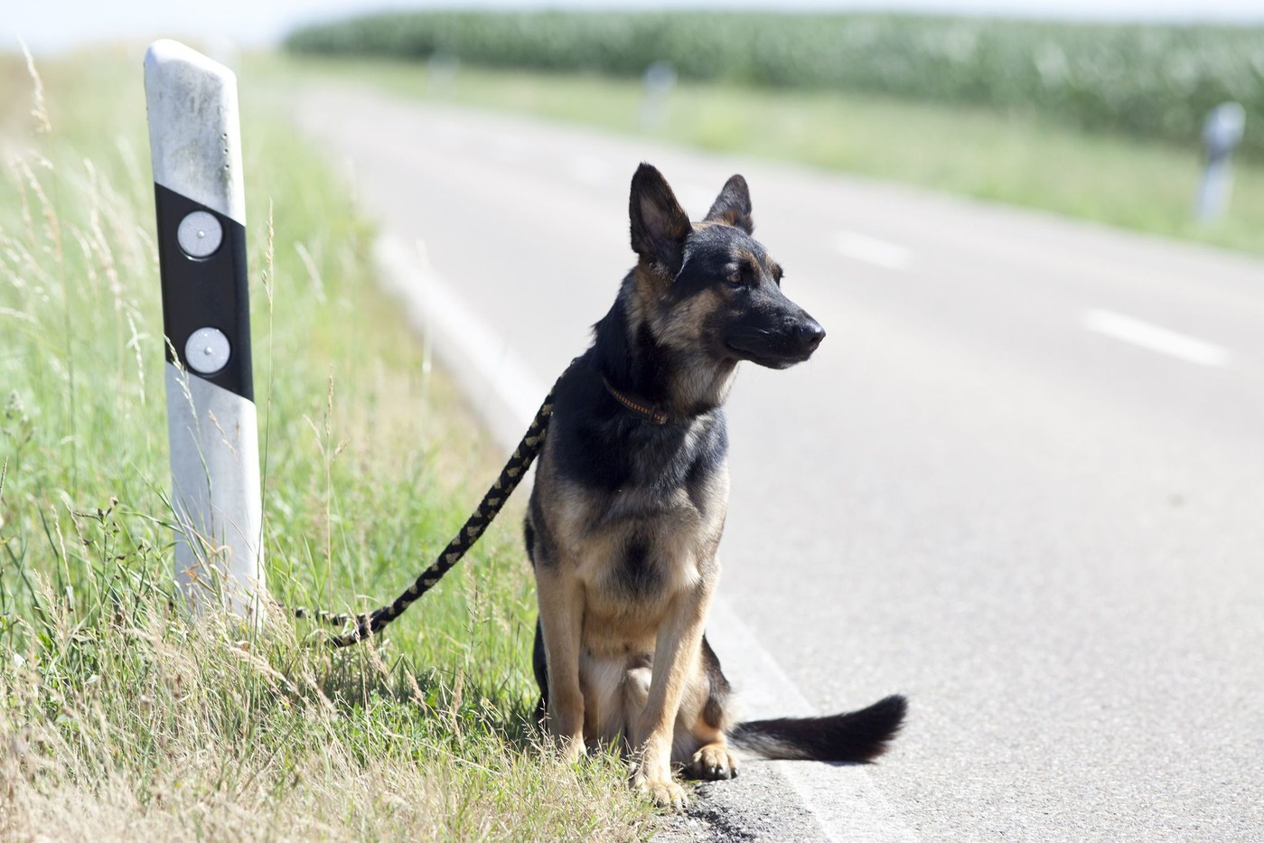 Des héros du quotidien au secours des animaux